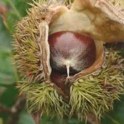 Castaño (Castanea Sativa)