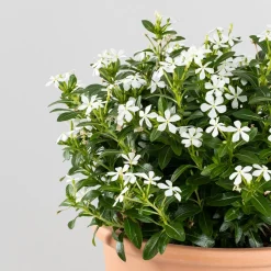 Catharanthus roseus Soirée™