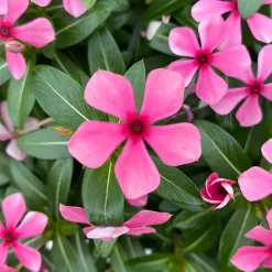 Catharanthus roseus Soirée™