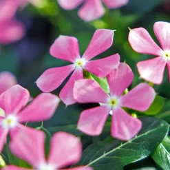Catharanthus roseus Soirée™