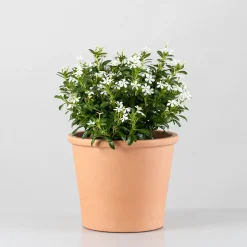 Catharanthus roseus Soirée™