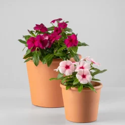 Catharanthus roseus (Vinca)