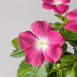 Catharanthus roseus (Vinca)