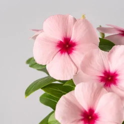Catharanthus roseus (Vinca)