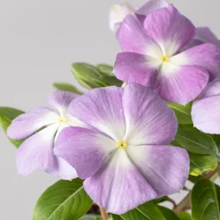 Catharanthus roseus (Vinca)