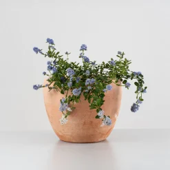Ceanothus thyrsiflorus var. repens