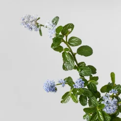 Ceanothus thyrsiflorus var. repens