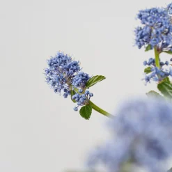 Ceanothus thyrsiflorus var. repens