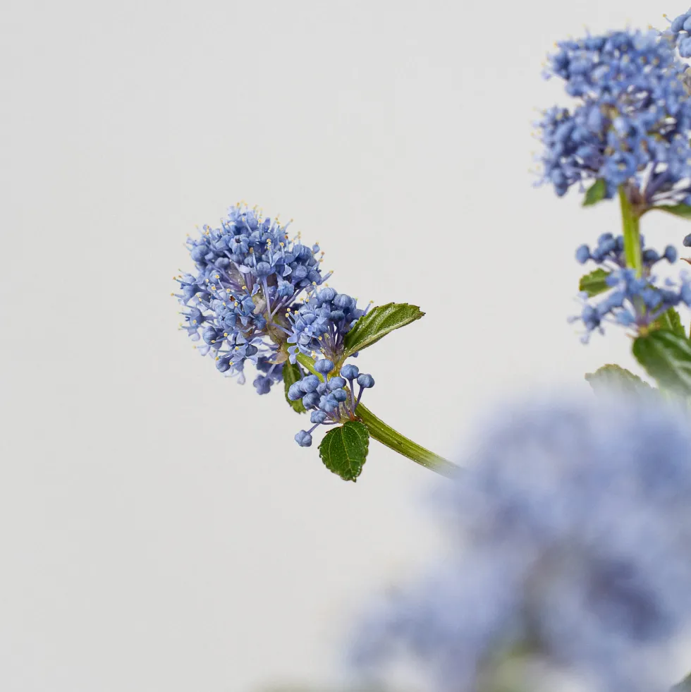 Ceanothus thyrsiflorus var. repens