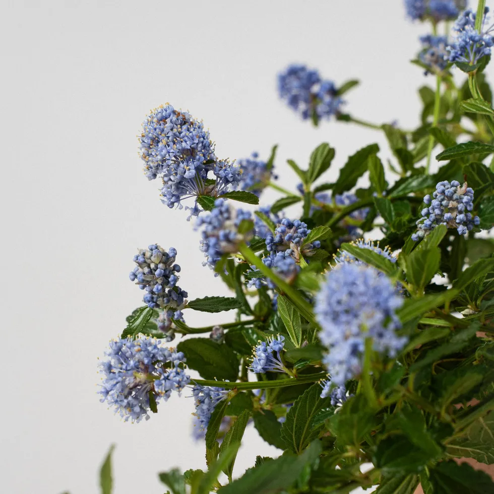 Ceanothus thyrsiflorus var. repens