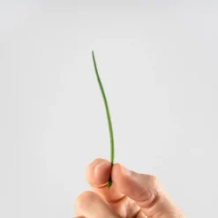 Cebollino - Planta aromática