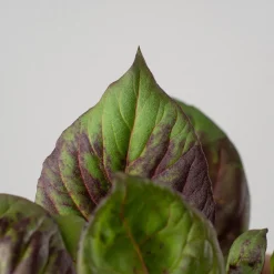 Celosía 'Deep Purple'