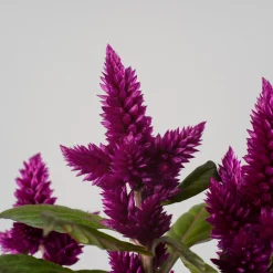 Celosía 'Deep Purple'