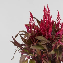 Celosia 'Dragon's Breath'