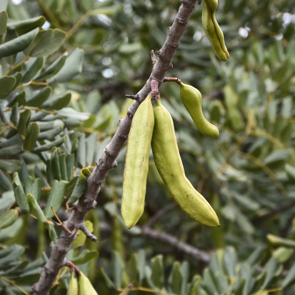 Ceratonia siliqua