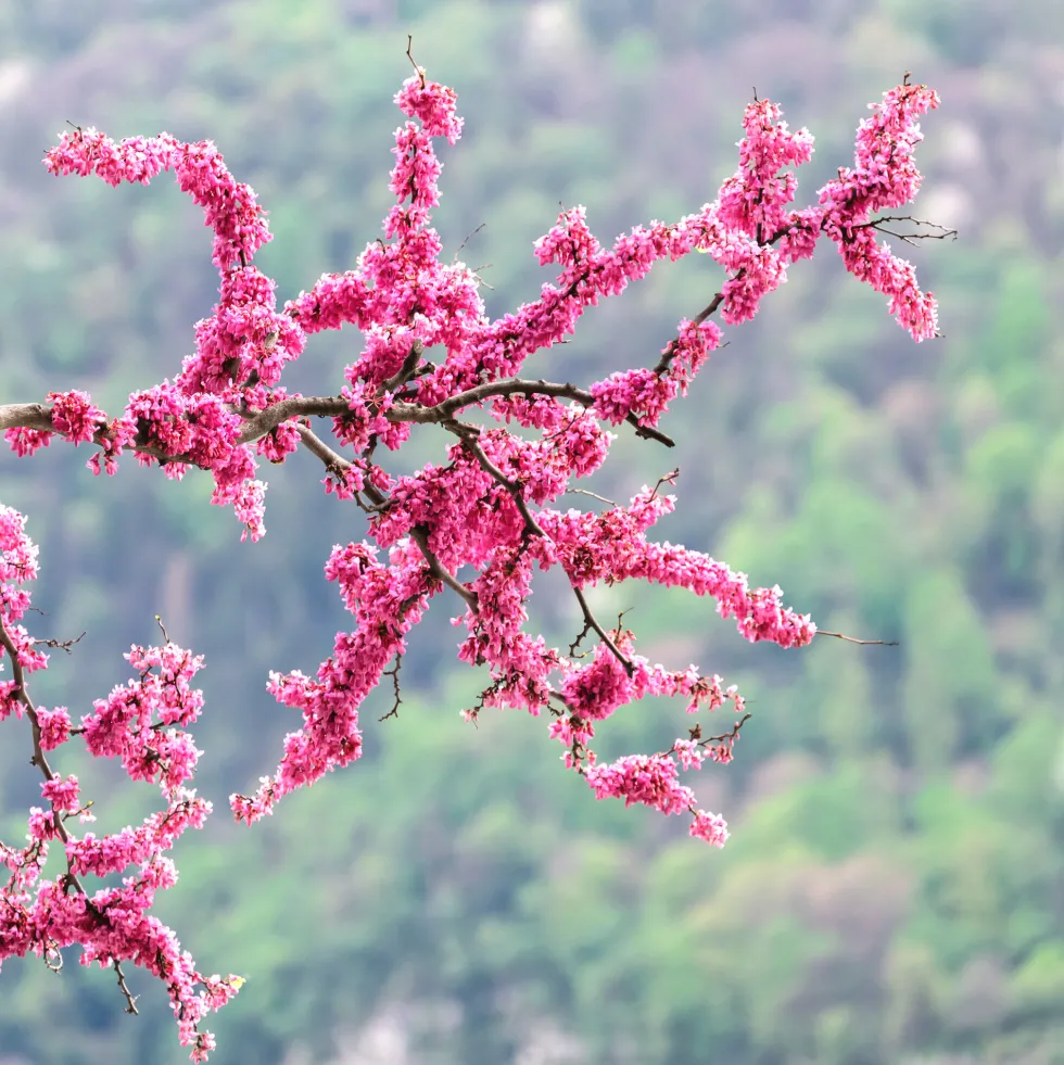 Cercis siliquastrum (Árbol del amor)