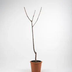 Cerezo 'Lapins' (Prunus avium)