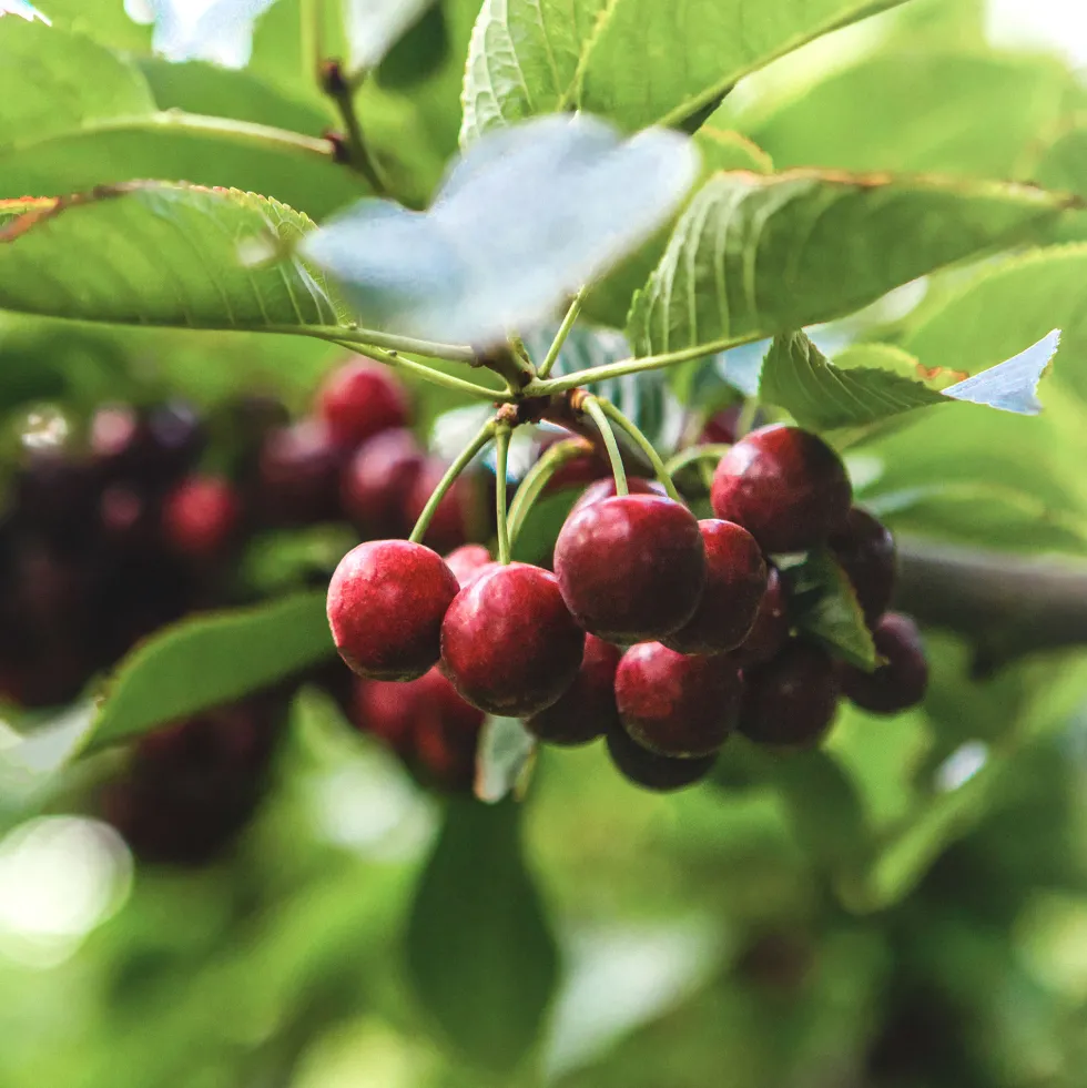 Cerezo 'Lapins' (Prunus avium)