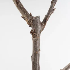 Cerezo 'Lapins' (Prunus avium)