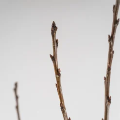 Cerezo 'Picota' (Prunus avium)