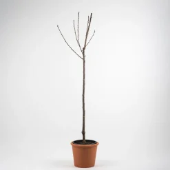 Cerezo 'Picota' (Prunus avium)