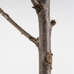 Cerezo 'Picota' (Prunus avium)