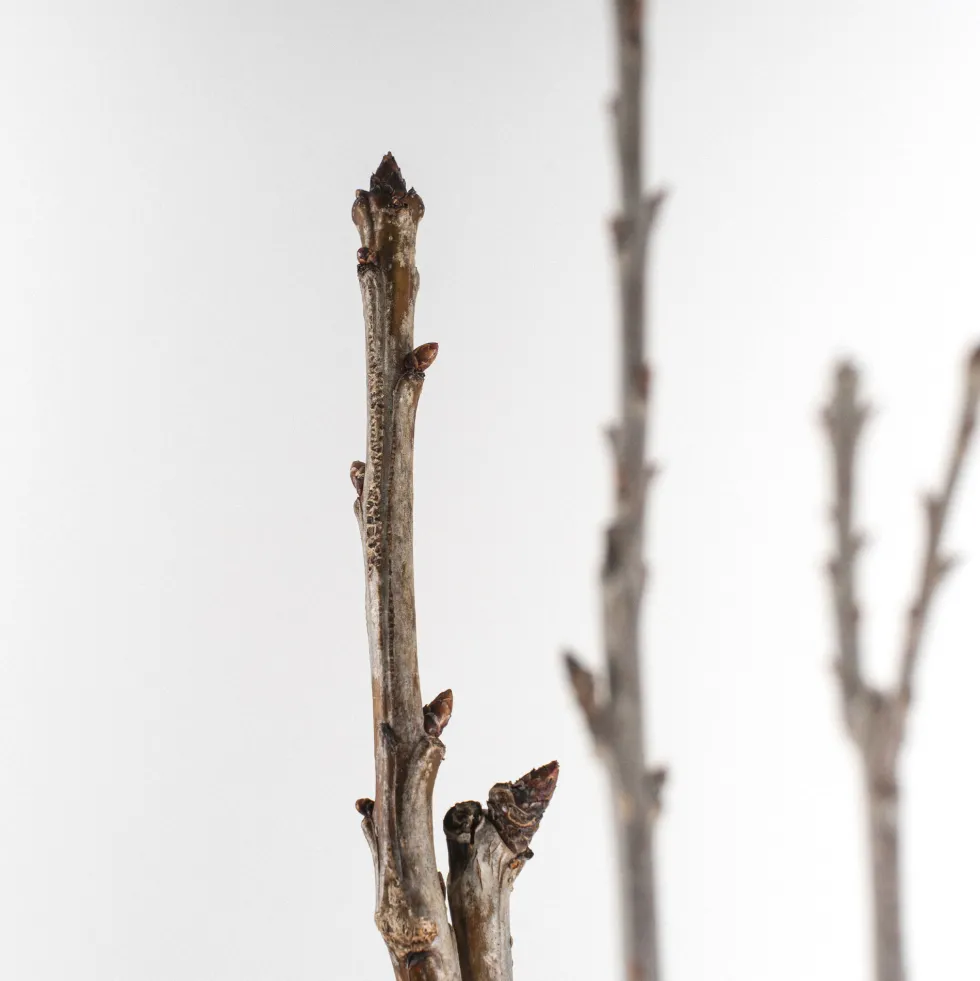 Cerezo "Sweet Heart" (Prunus avium)