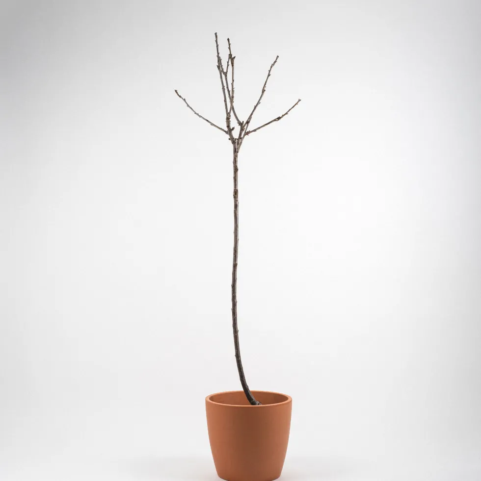Cerezo "Sweet Heart" (Prunus avium)