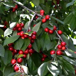 Cerezo 'Van' (Prunus avium)