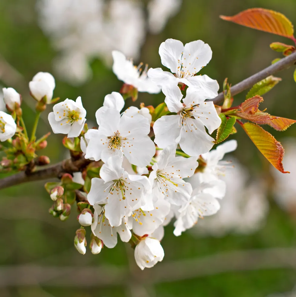 Cerezo 'Van' (Prunus avium)