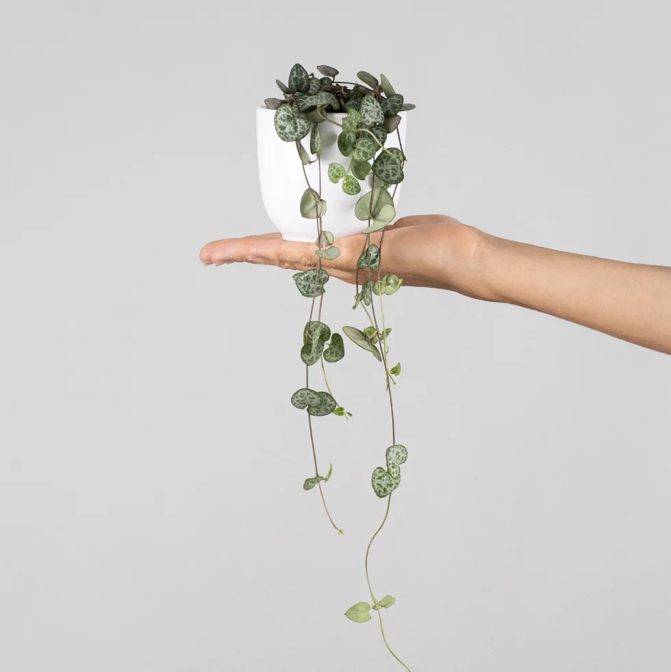 Ceropegia woodii