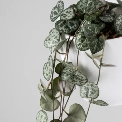 Ceropegia woodii
