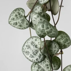 Ceropegia woodii