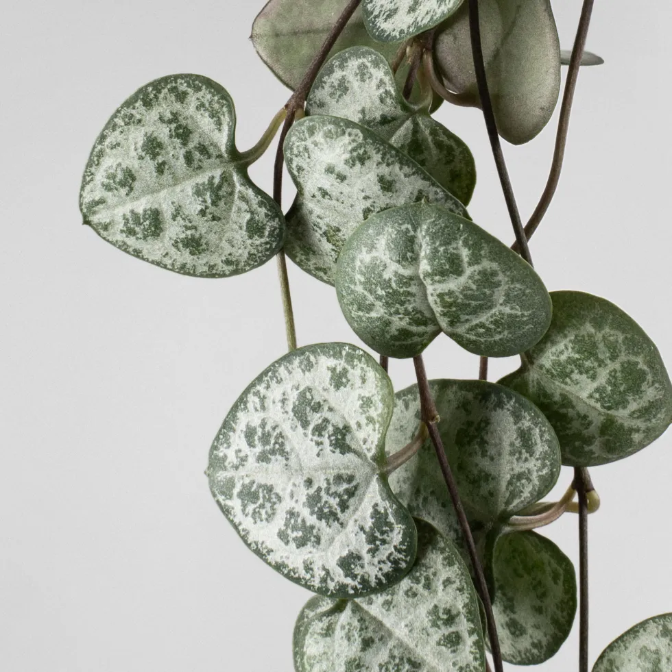 Ceropegia woodii