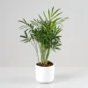 Chamaedorea Mini