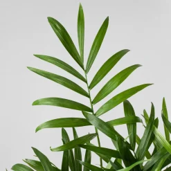 Chamaedorea Mini