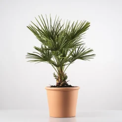 Chamaerops humilis (Palmito)