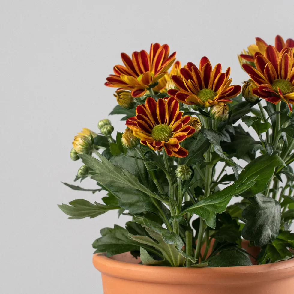 Chrysanthemum 'Rainbow Lake Worth'