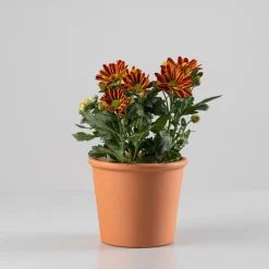 Chrysanthemum 'Rainbow Lake Worth'