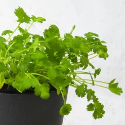 Cilantro (coriandrum sativum) - Planta aromática