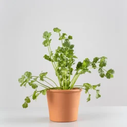 Cilantro (coriandrum sativum) - Planta aromática