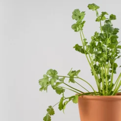 Cilantro (coriandrum sativum) - Planta aromática