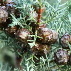 Ciprés de Arizona plateado - Cupressus arizonica 'Glauca'