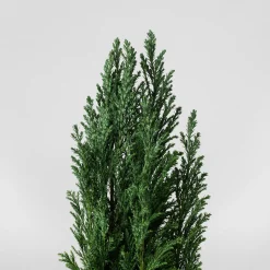 Ciprés de Lawson - Chamaecyparis lawsoniana 'Ellwoodii'