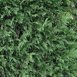 Ciprés de Leyland - × Hesperotropsis leylandii