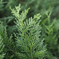 Ciprés de Leyland - × Hesperotropsis leylandii