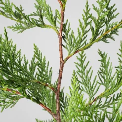 Ciprés de Leyland - × Hesperotropsis leylandii