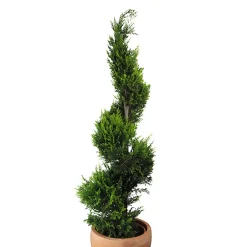 Ciprés de Leyland - × Hesperotropsis leylandii 'Castlewellan Gold' en Espiral