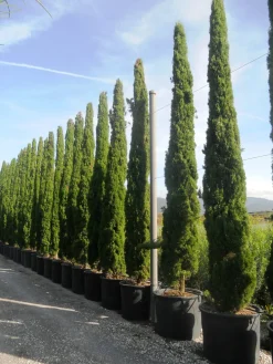 Ciprés Mediterráneo- Cupressus sempervirens 'Totem'