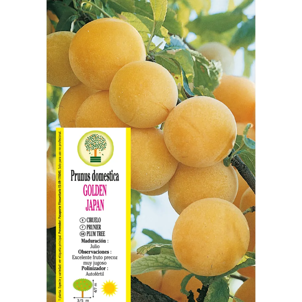 Ciruelo 'Golden Japan'